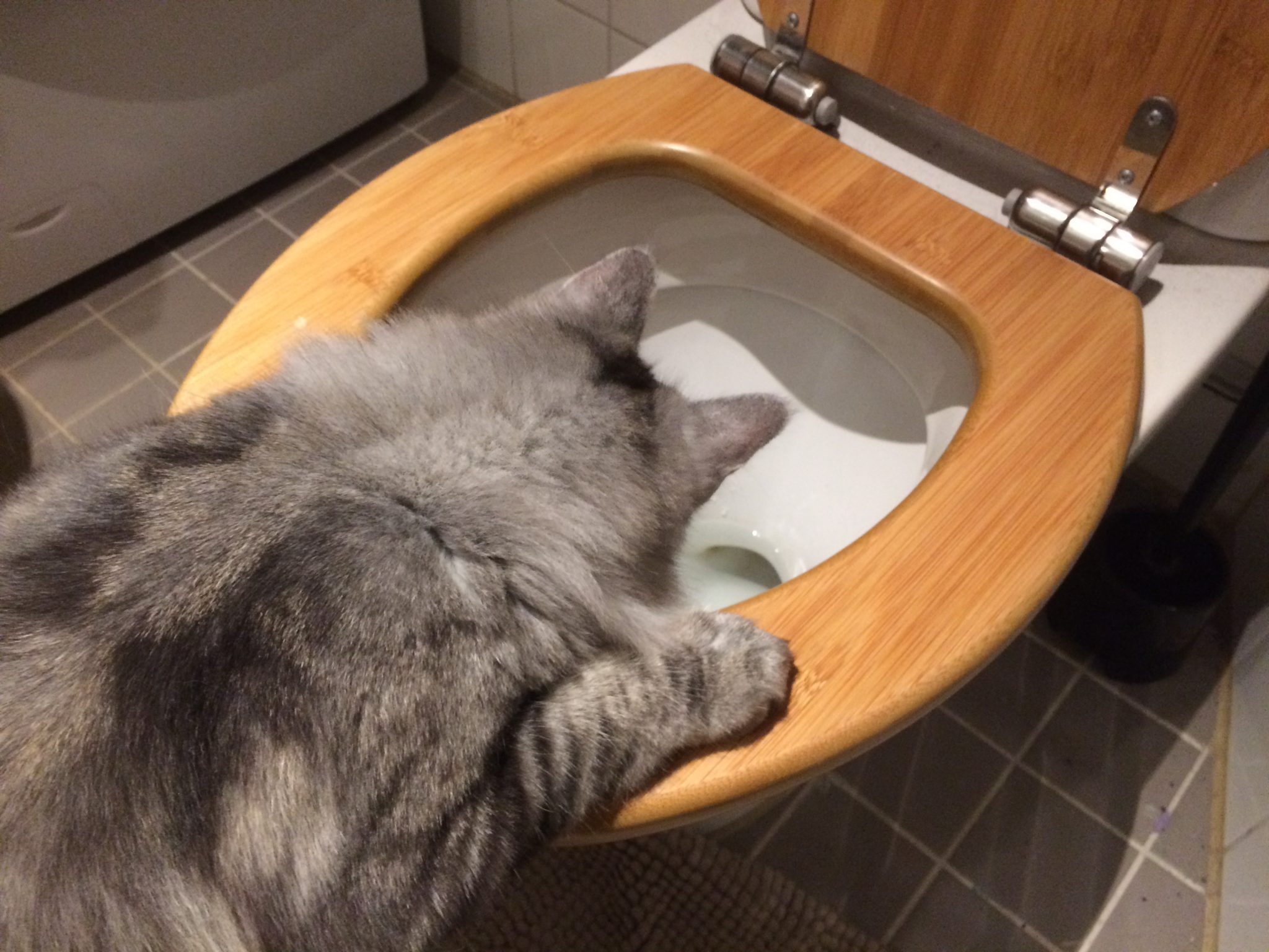 Kissa kurkistaa wc-pönttöön.