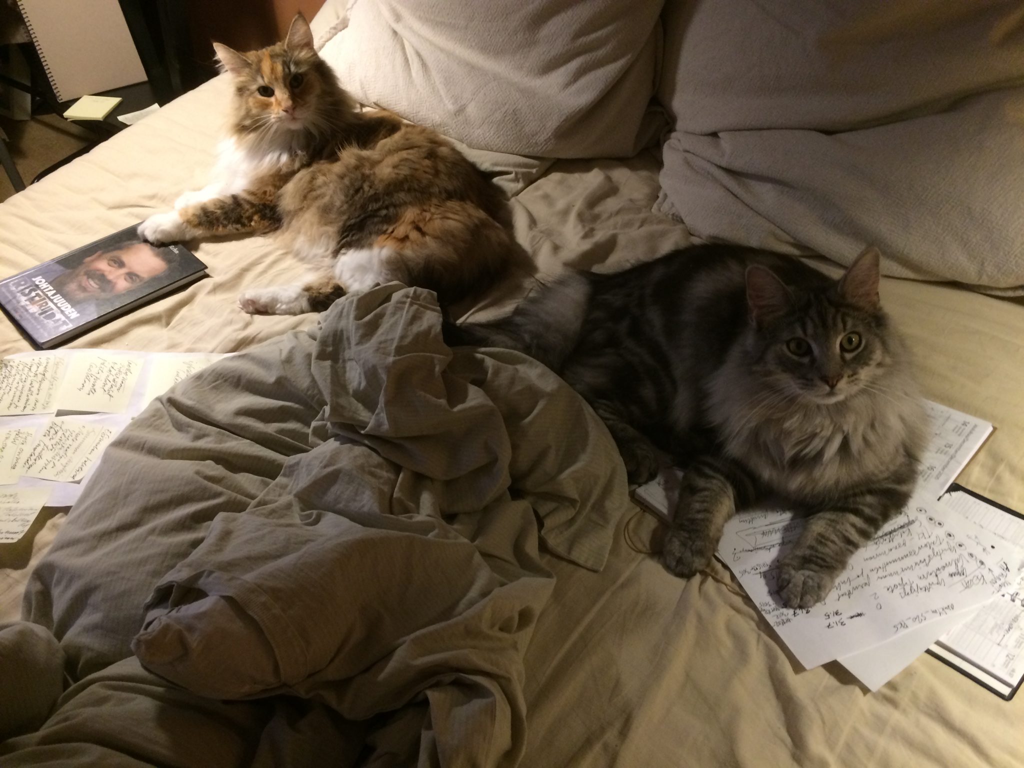 Kaksi pikäkarvaista kissaa lepää petaamattomalla sängyllä ja katsovat kuvaajaa, kissojen vieressä ja alla on muistiinpanoja ja kirja..