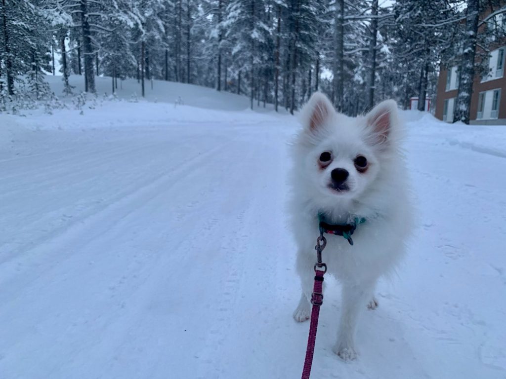 Valkoinen koira seisoo hihnassa lumenpeittämällä tiellä ja katsoo kameraan.