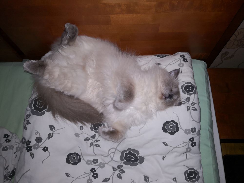 Kissa nukkuu selällään sängyn päädyssä. Kissan alla valkoinen pussilakana, jossa mustia kukkakuvioita.