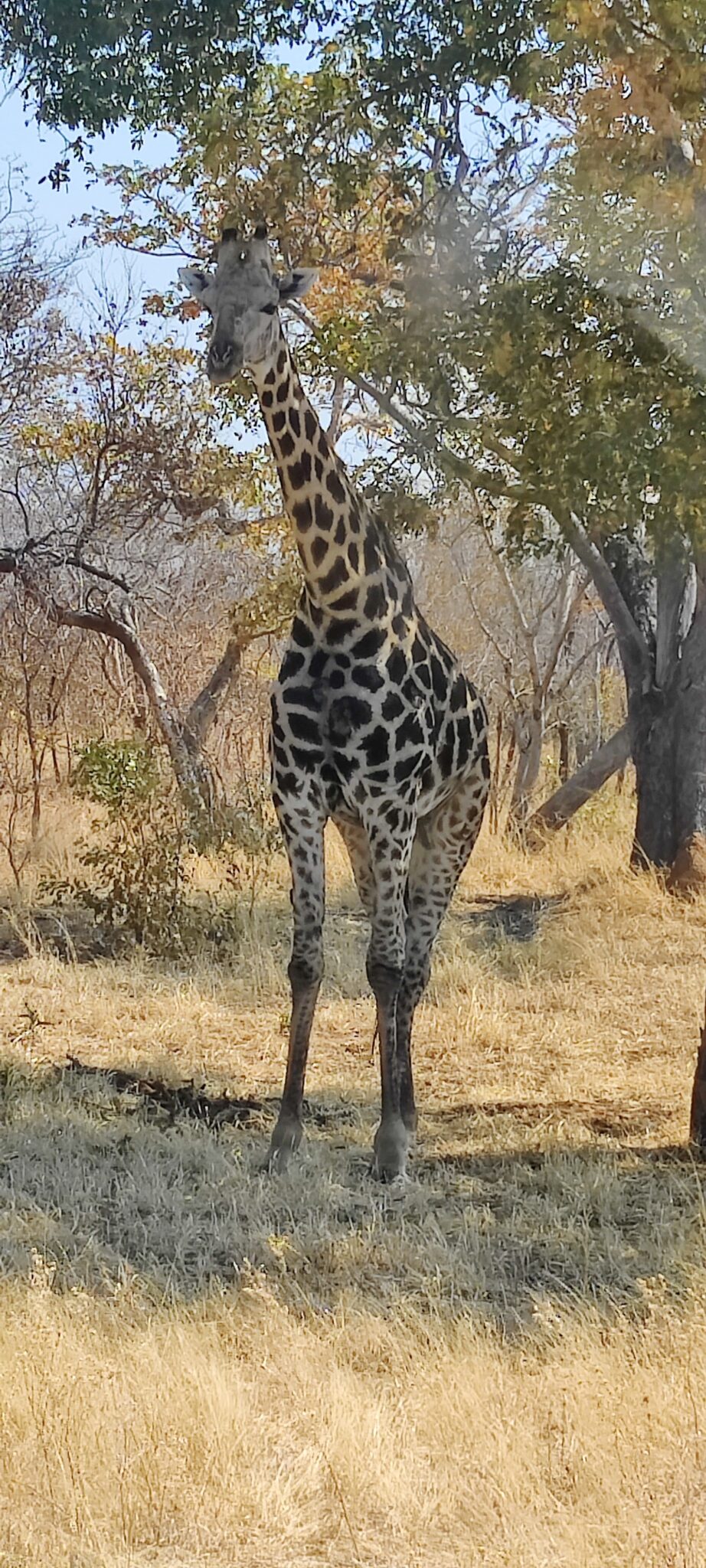 Kuvassa luonnontilassa oleva kirahvi puun varjossa katsomassa kuvaavaan kameraan, taustalla savannipusikkoa.